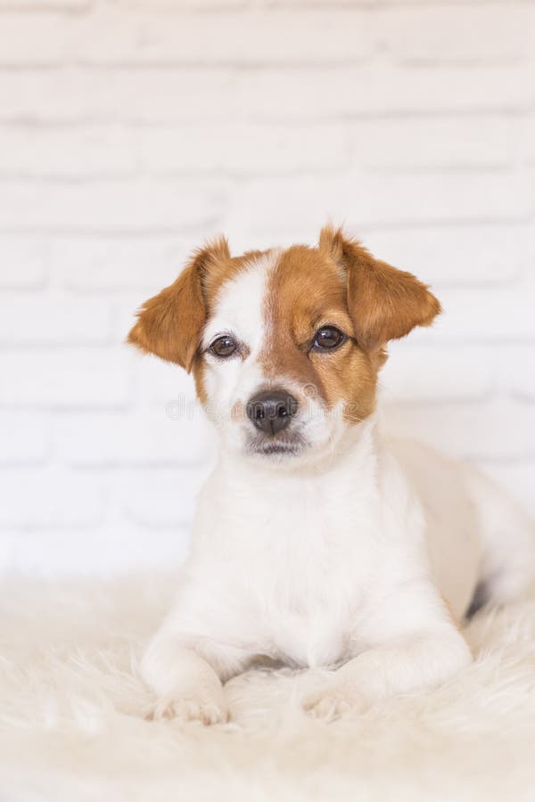 dog portrait blanket