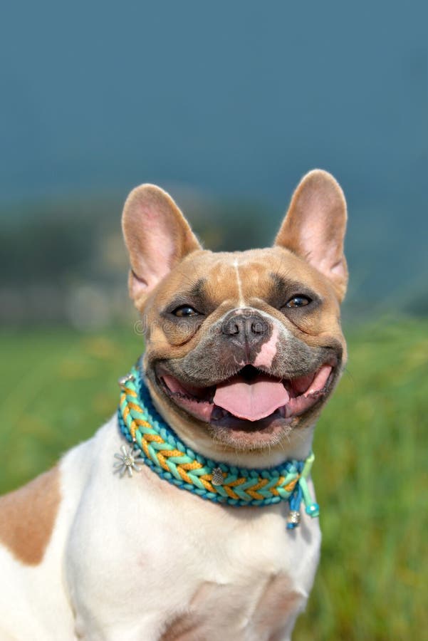 Portrait of a Beautiful Smiling Red Pied Female French Bulldog Dog with ...