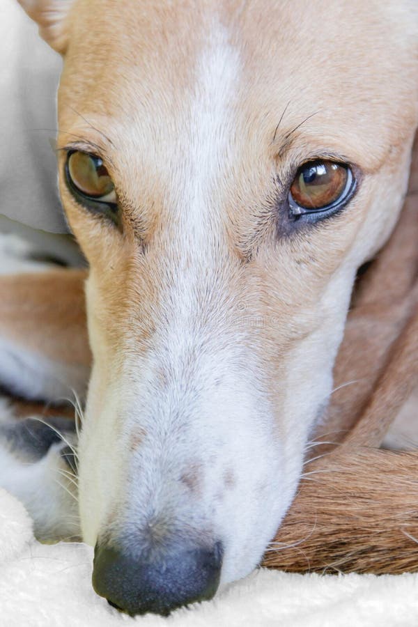 https://thumbs.dreamstime.com/b/portrait-beautiful-spanish-galgo-podenco-mix-dog-looking-beautiful-galgo-podenco-mix-dog-142407254.jpg