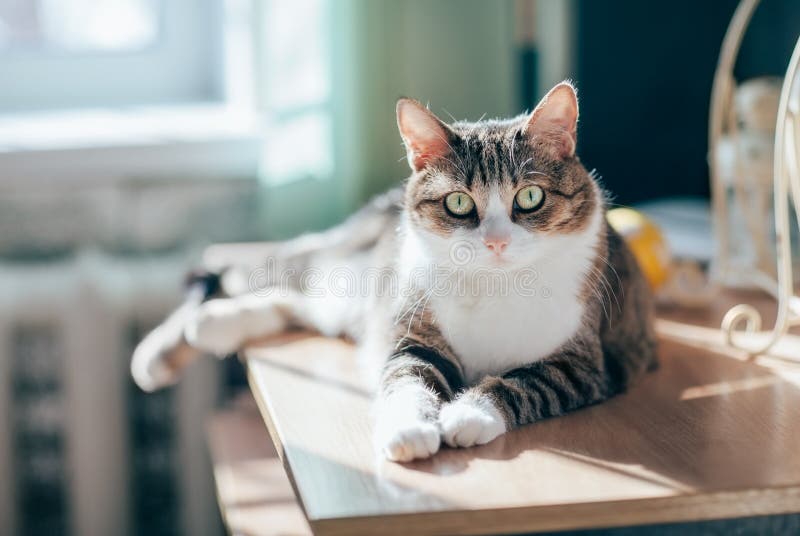 Portrait of beautiful tabby cat in sun rays stock image