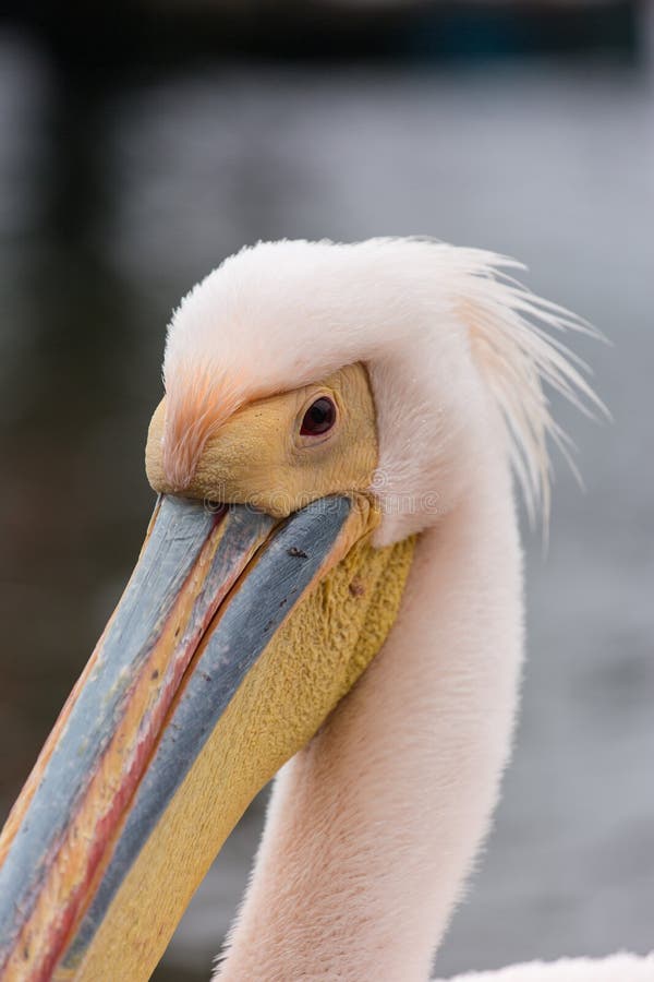 Portrait of Beautiful Water Bird Pink-backed Pelican with Yellow Beak and  Gentle Pink Feathers and Funny Topknot Stock Image - Image of pink, gentle:  183569533