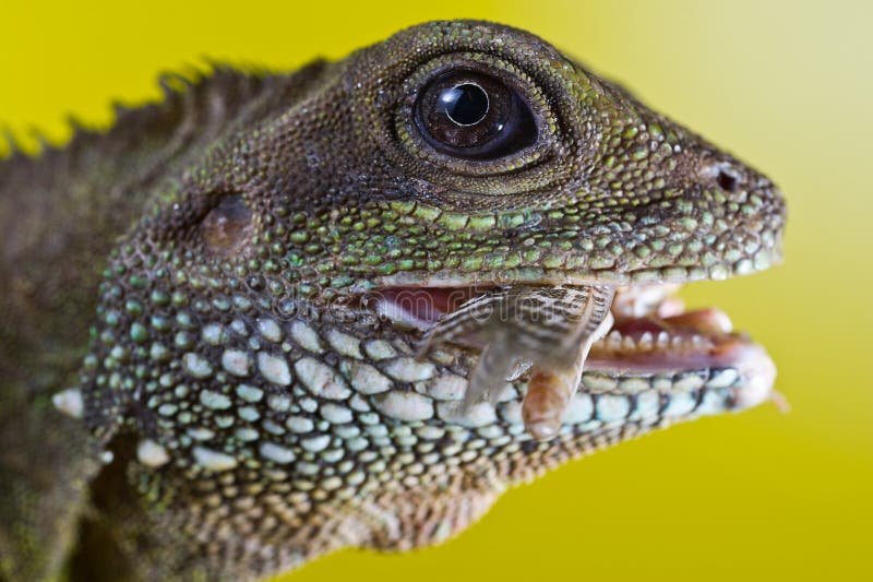 https://thumbs.dreamstime.com/b/portrait-beautiful-water-dragon-lizard-reptile-eating-inse-close-up-insect-30903861.jpg