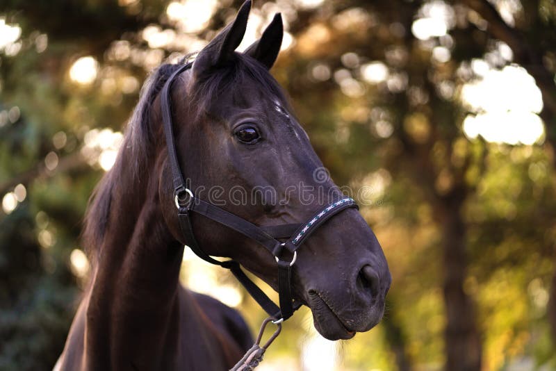 Portrait of a beautiful well-groomed dark horse on the field royalty free stock images Portrait of a beautiful well-groomed dark horse on the field royalty free stock images