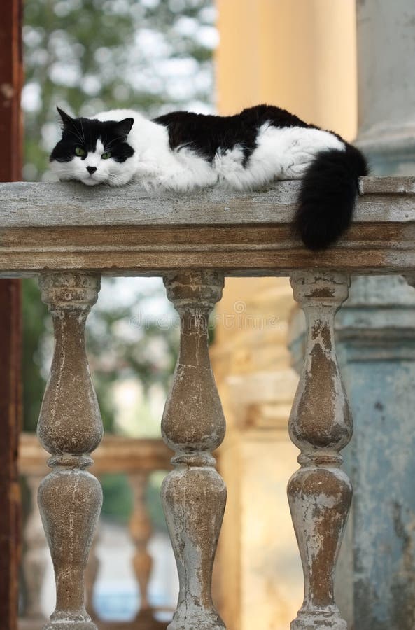 Portrait of a beautiful white black cat