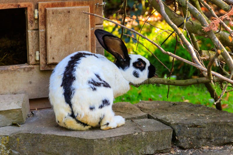 Portrait of beautiful white and black rabbit royalty free stock photo