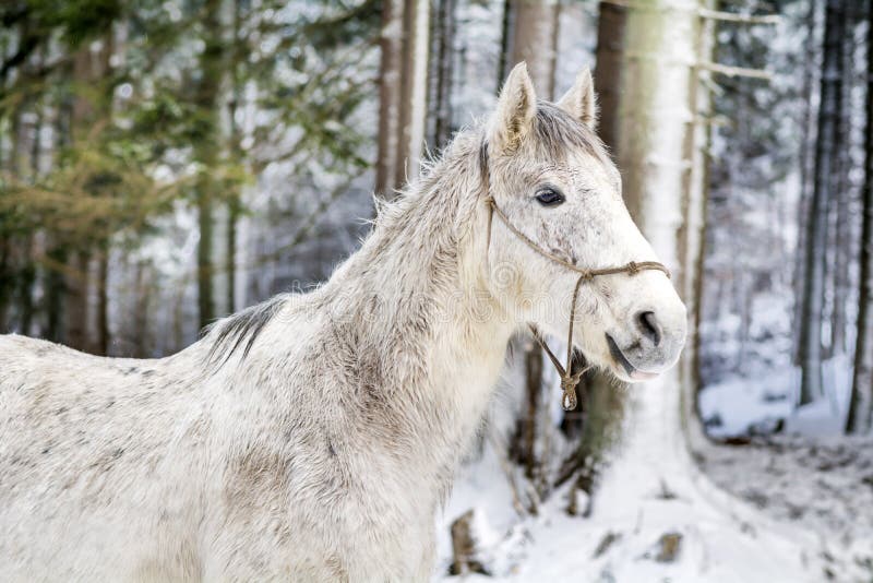 Portrait of beautiful white horse in the winter mountain stock image Portrait of beautiful white horse in the winter mountain stock image