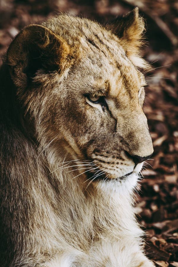 Portrait of a young lion. Portrait of a beautiful young lion - Young panthera leo