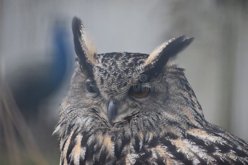 Portrait of a brown owl in a park in Germany royalty free stock image