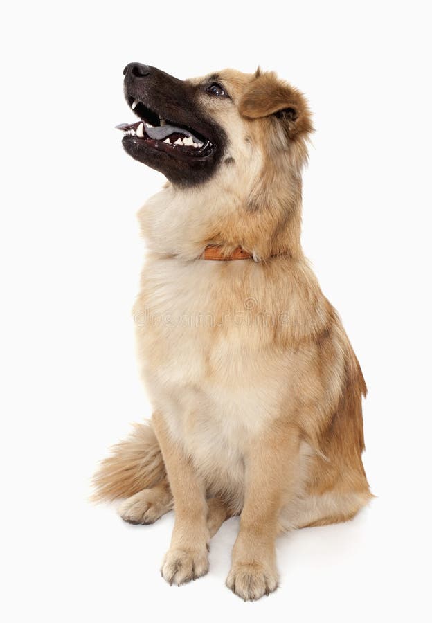 Portrait of Big Yellow Dog, Studio Shot Stock Photo Image of people