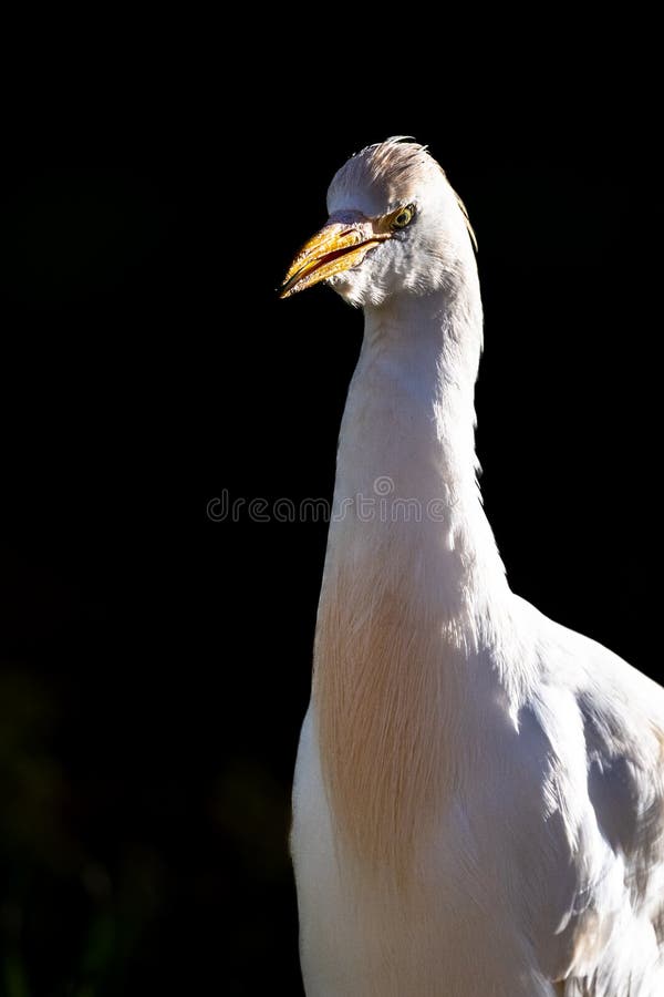 Portrait of a bird on a black background.. Cattle egret, bubulcus ibis, Morocco. Picture of a bird in its habitat