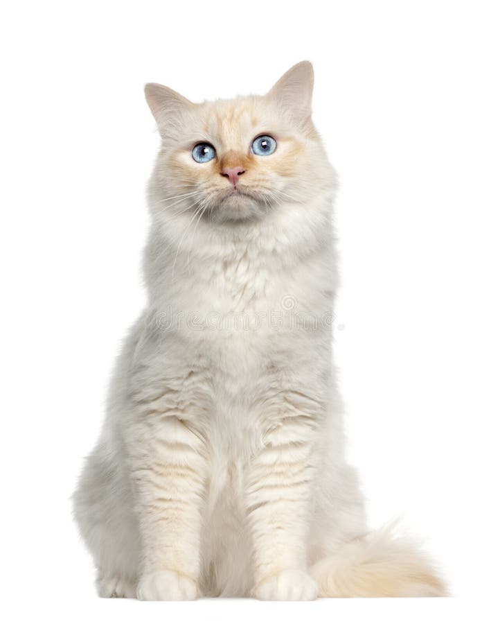 Portrait of Birman cat, sitting