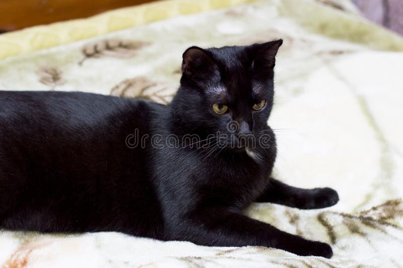 Portrait of a Black Cat on a Bed Stock Photo Image of close, cute