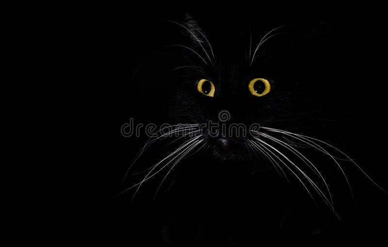 A Portrait of a Black Cat in a Dark Room Stock Photo - Image of colour