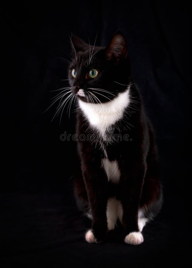 Portrait of a black cat with green eyes and a white jabot stock photos Portrait of a black cat with green eyes and a white jabot stock photos