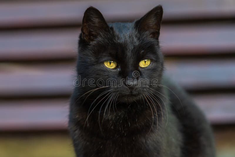 Portrait of a Black Cat. the Cat S Eyes Light Up Stock Photo Image of