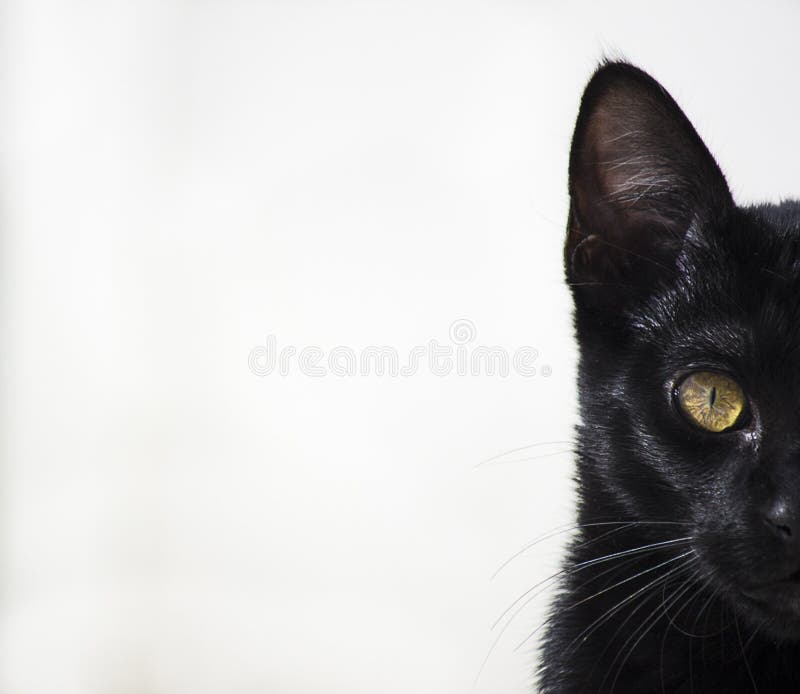 502 Black Cat No Background Stock Photos - Free & Royalty-Free Stock