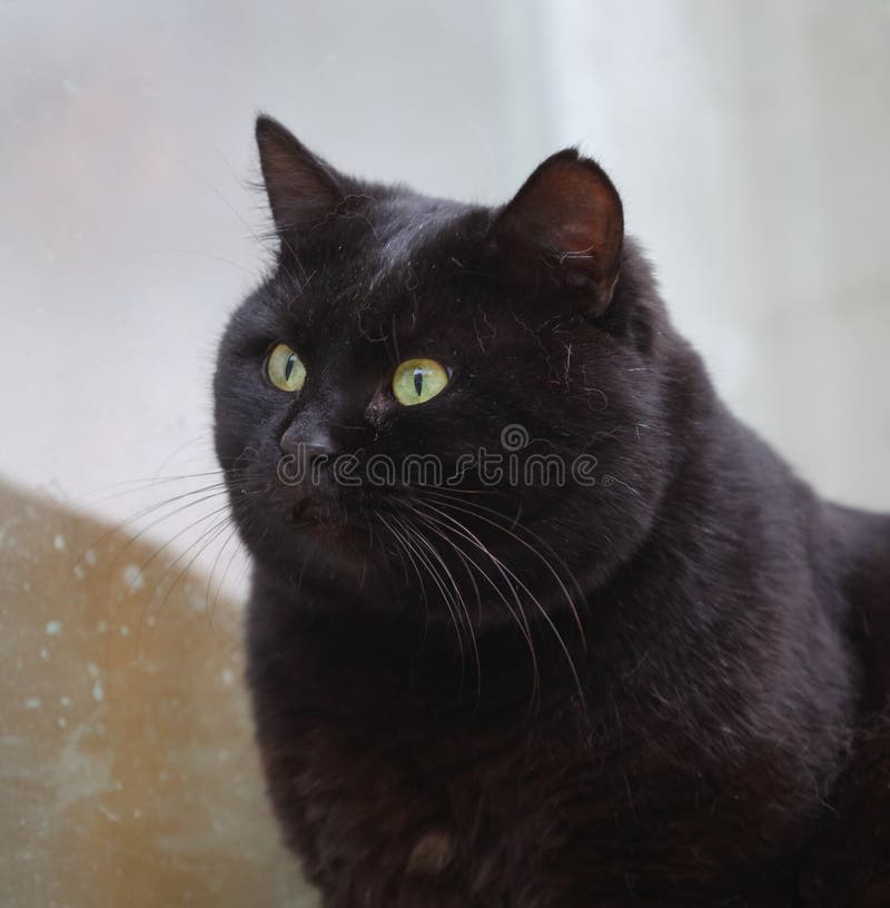 Portrait of a Black Fluffy Greeneyed Cat Stock Photo Image of cute