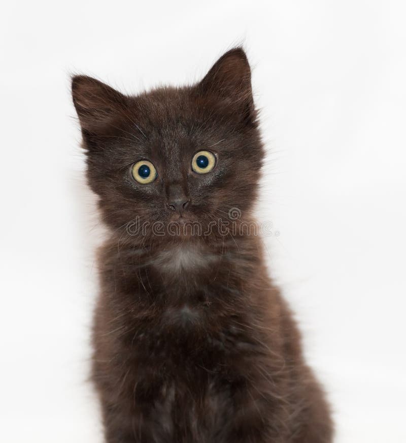 Black Fluffy Kitten with Green Eyes Ready To Pounce Stock Image Image