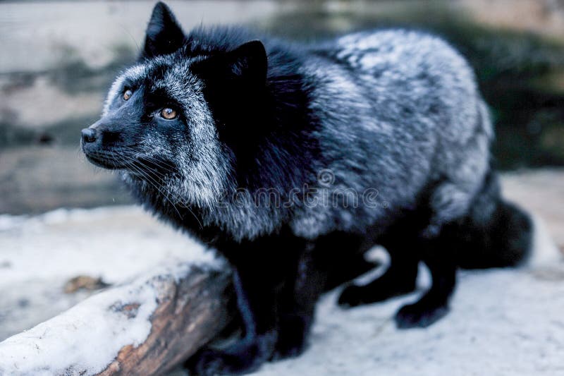 Portrait of Black Fox in the Aviary Stock Image Image of foxes