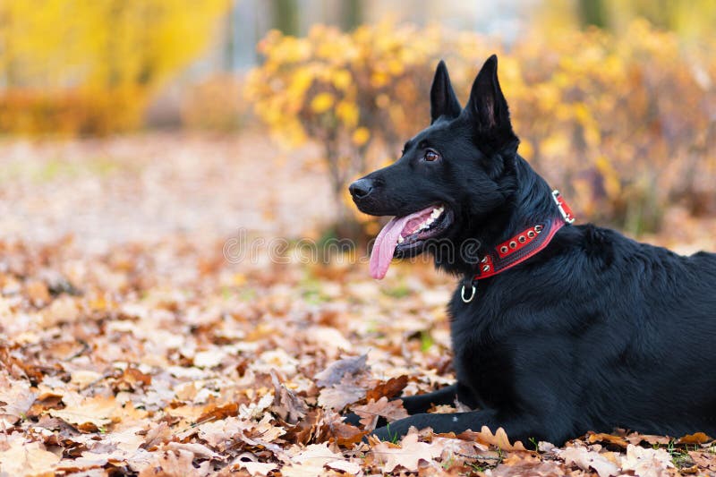 Black German Shepherd with Long Tongue in Autumn in the Park. Dog is ...