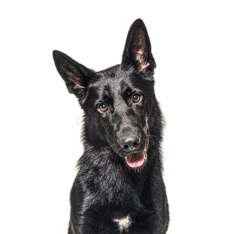 Portrait of a black german Shepherd panting and looking at the camera stock photo