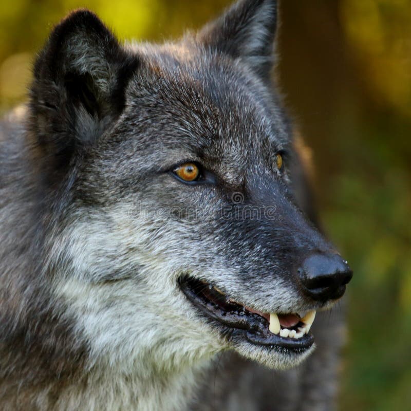 Portrait of a Black and Grey Wolf Stock Image Image of forest, animal