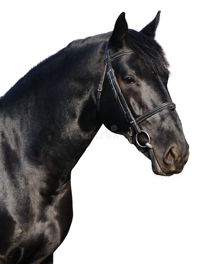 Portrait of black horse stock images