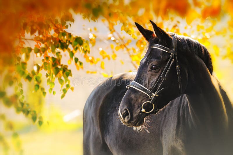Portrait of black horse in autumn stock image