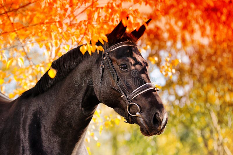 Portrait of black horse in autumn stock photography