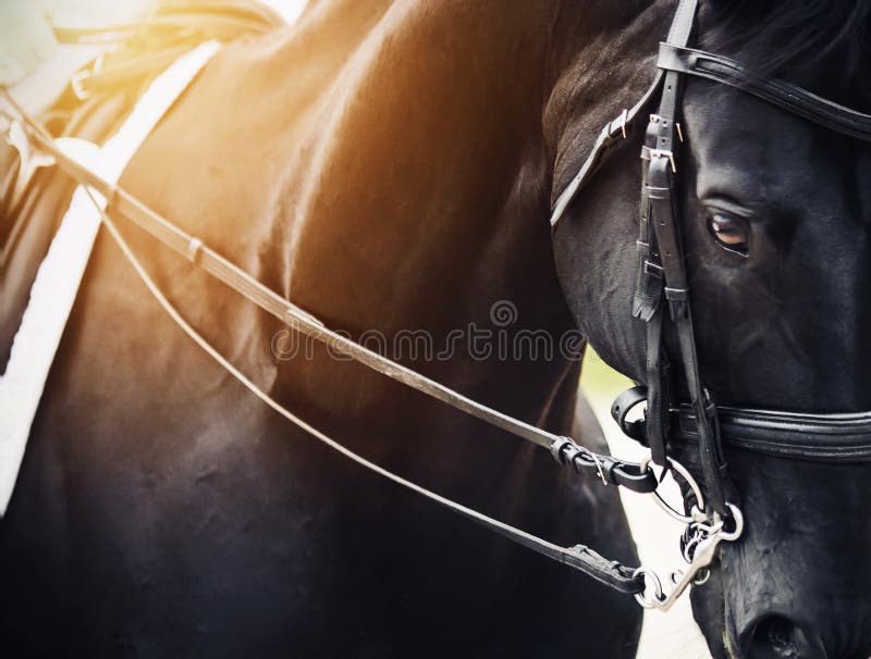Portrait of a black horse with a bridle on its muzzle, illuminated by bright sunlight