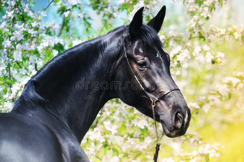 Portrait of black horse in spring garden royalty free stock photos