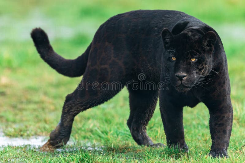 Portrait of a black jaguar in the forest