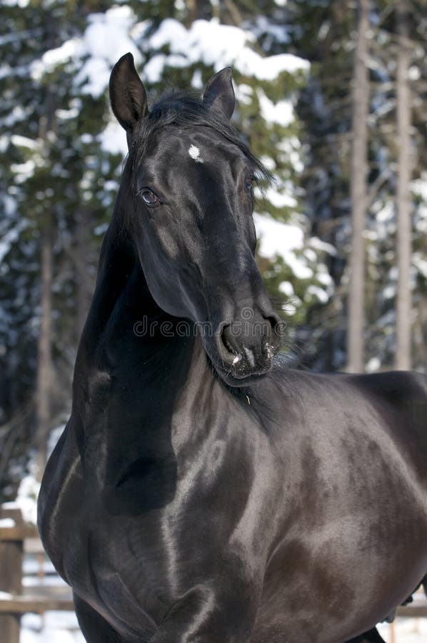 Portrait of Black Kladruber Horse Stock Photo Image of head, vertical