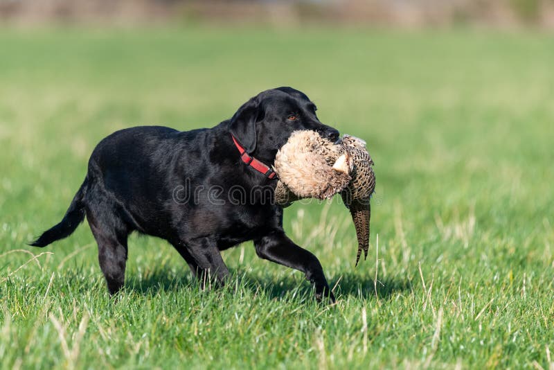 117 Labrador Retriever Pheasant Photos Free Royalty Free Stock Photos From Dreamstime
