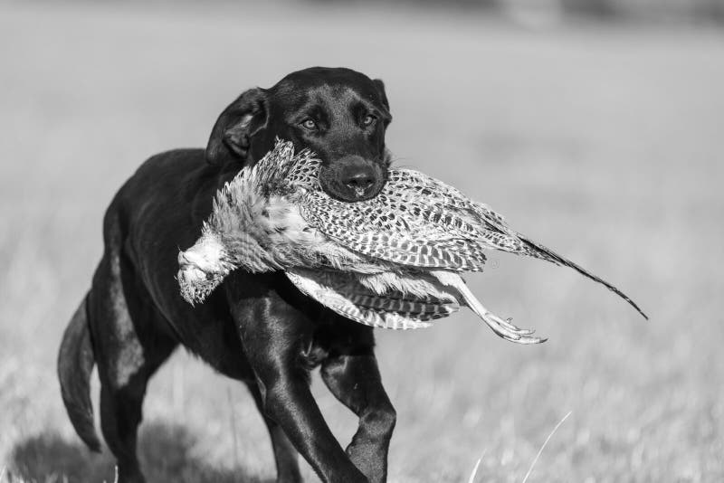 117 Labrador Retriever Pheasant Photos Free Royalty Free Stock Photos From Dreamstime