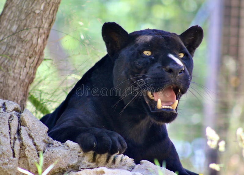 Portrait of a Black Panther with Its Yellow Eyes and Sharp Teeth. Stock Photo Image of nose