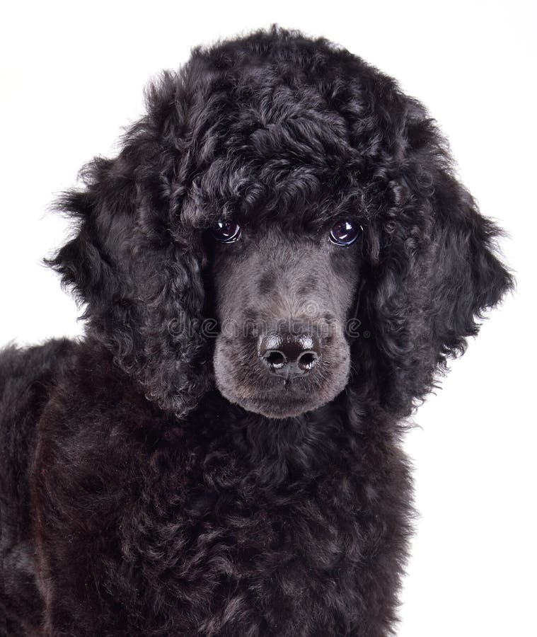 Portrait of black poodle puppy royalty free stock photos Portrait of black poodle puppy royalty free stock photos