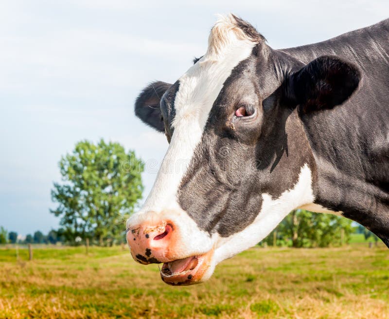 Portrait of a black spotted cow with open mouth.