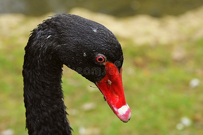 Portrait of a black swan.