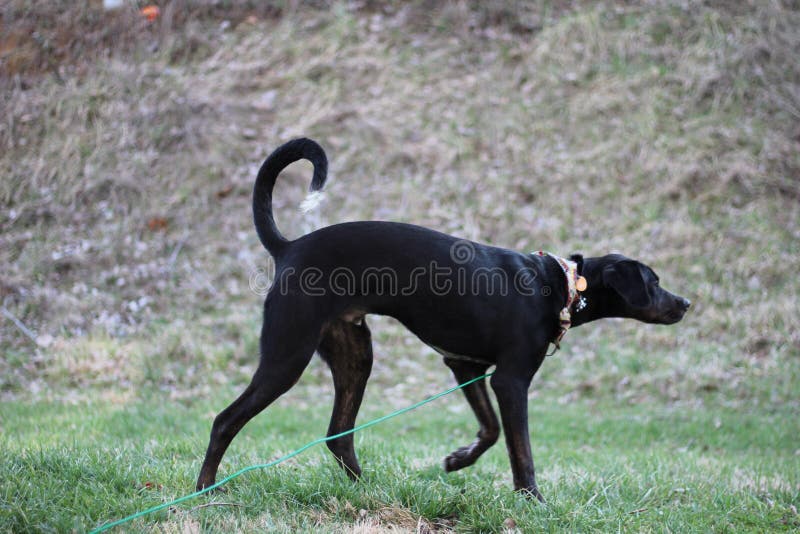 Portrait of young Black and Tan Coonhound outside pointing. Portrait of young Black and Tan Coonhound outside pointing