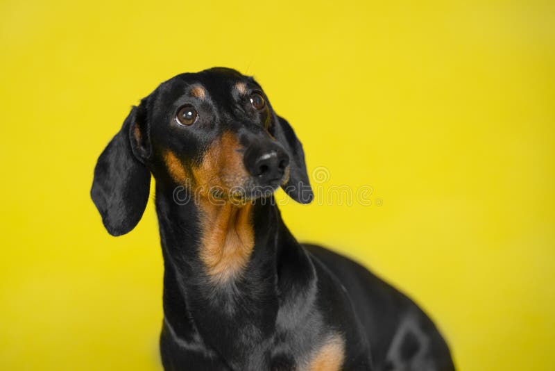 Portrait black and tan cute cute dachshund on the isolated yellow background. Dog training. Space for writing text letters royalty free stock photo Portrait black and tan cute cute dachshund on the isolated yellow background. Dog training. Space for writing text letters royalty free stock photo