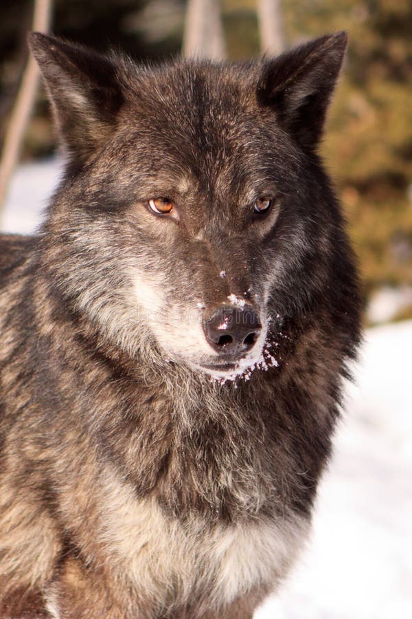 Portrait of a Black Timber Wolf Stock Photo Image of wolf, predator