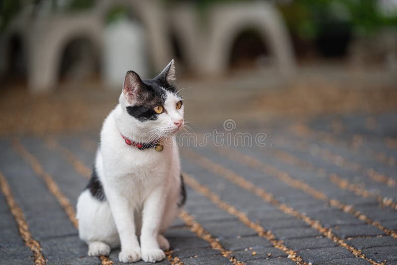 Cat Walking on Carpet Stone Stock Photo Image of kitty, pretty 180656470