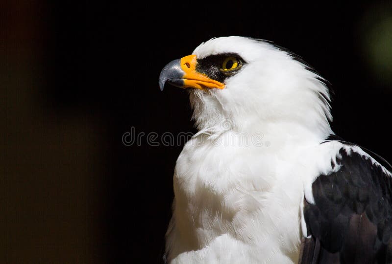 Portrait of a black and white hawk eagle