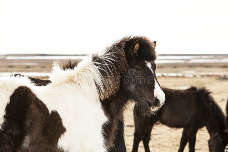 Portrait of a black and white Icelandic pony royalty free stock photography Portrait of a black and white Icelandic pony royalty free stock photography