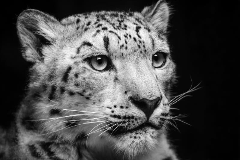 Snow Leopard, Irbis, Black And White ( Panthera Uncia, Uncia Uncia ...