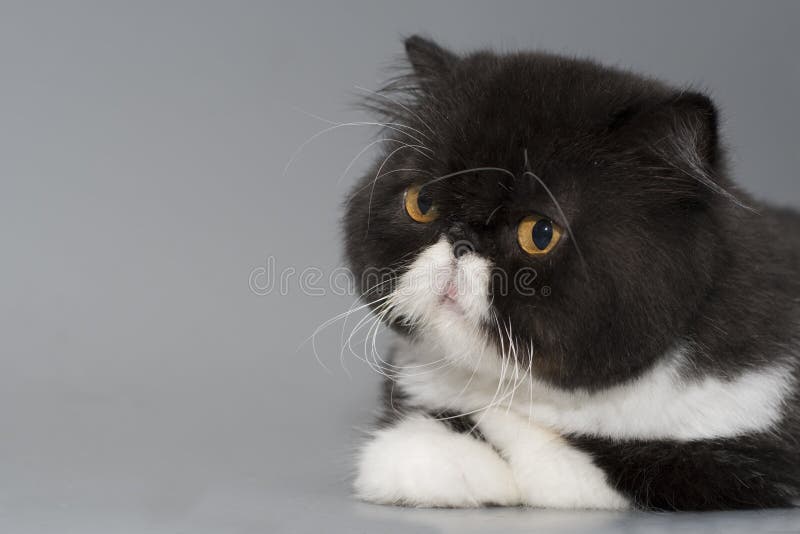 black and white persian cats