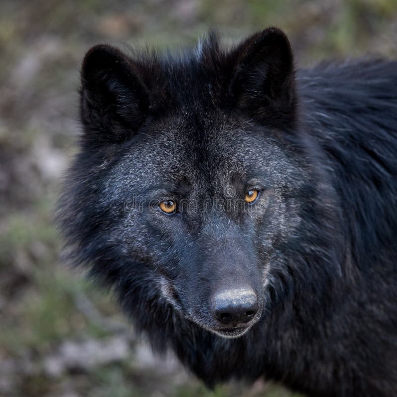 Portrait of Black Wolf in the Forest Stock Image - Image of background ...