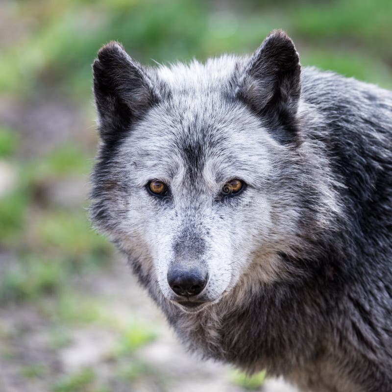 Portrait of Black Wolf in the Forest Stock Photo - Image of background ...