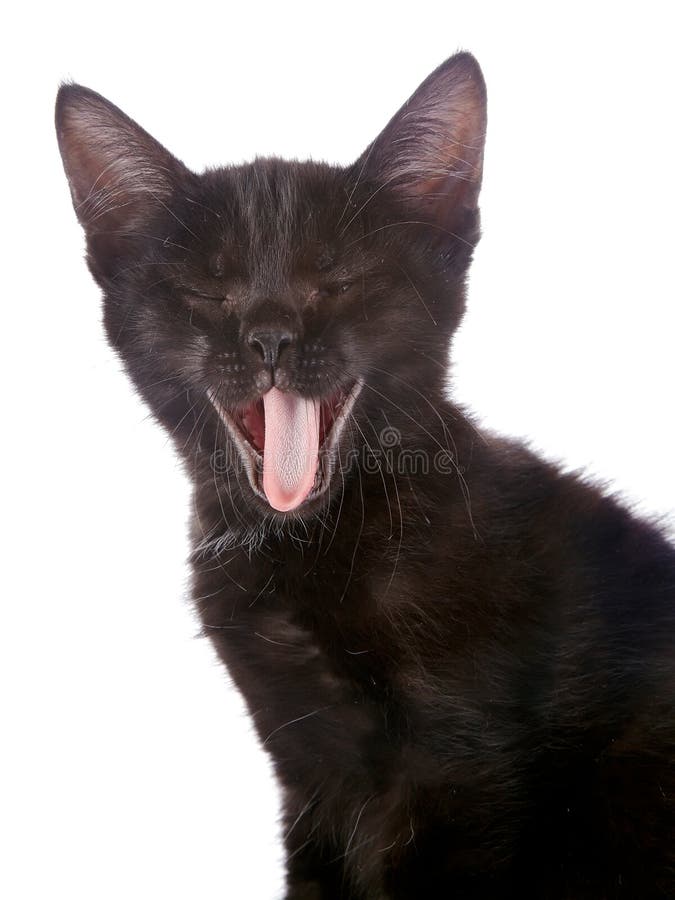 Black cat yawning stock photo. Image of yawning, tired 74960714